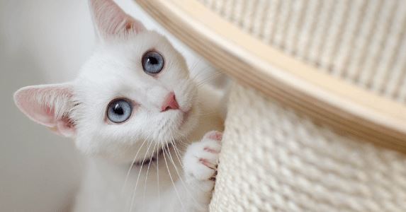 Kitty